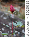 Crimson Rose Bud 1023019