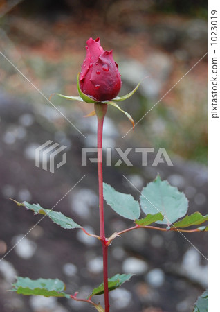 深紅玫瑰花蕾 1023019