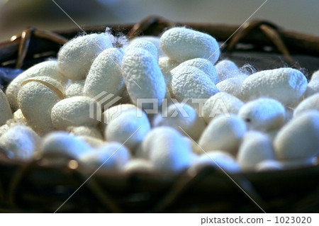  繭形蛋糕 1023020