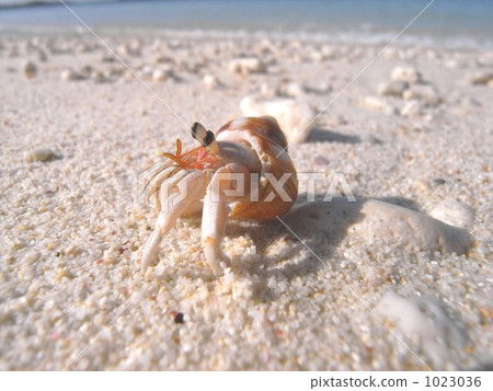 寄居蟹 1023036