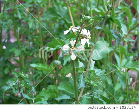 arugula arugula 1023134