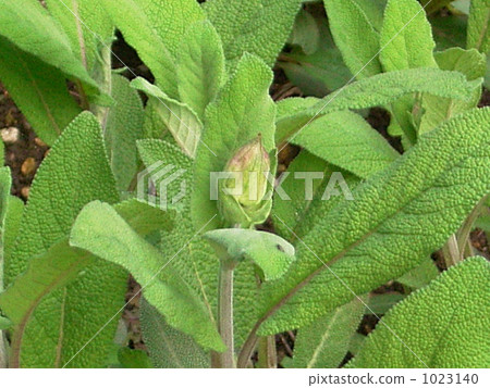Common Sage Common Sage 1023140