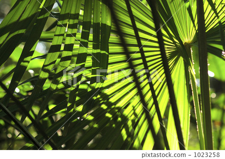 四郎葉剪影 四郎葉剪影 1023258