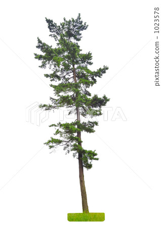 Pine tree evergreen Pine tree evergreen 1023578