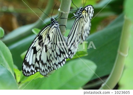Copulation of the Rhinocerosiforma 1023605
