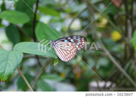 Ryukyu Asagi Madara Ryukyu Asagi Madara 1023607