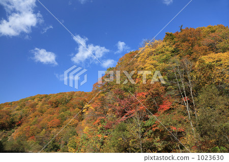 Autumn leaves of Shirakami mountains 1023630