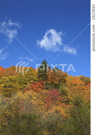 在Shirakami山的Ichiyomatsu 在Shirakami山的Ichiyomatsu 1023693