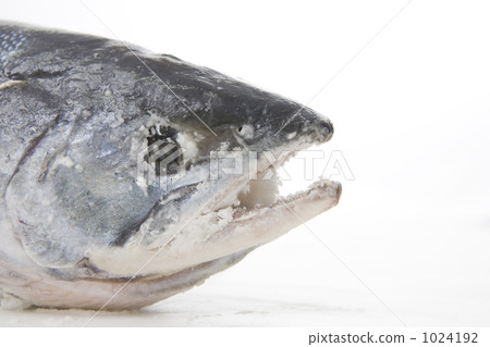 aramaki salmon, salmon, fish 1024192