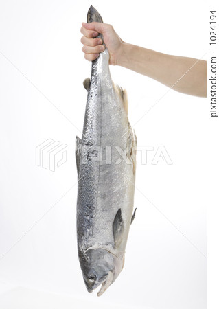 荒牧鮭魚 三文魚 鮭魚 1024194