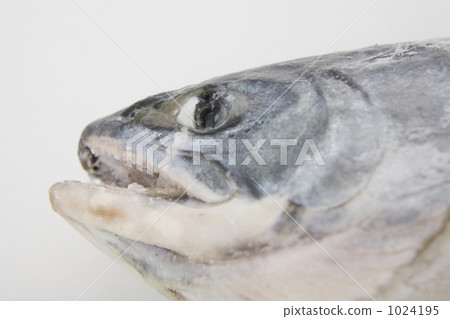 aramaki salmon, salmon, fish 1024195