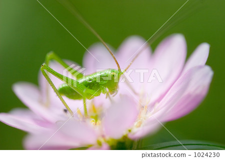 Yabukiri Yabukiri 1024230