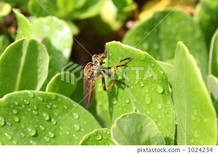 食蟲虻 蟲子 漏洞 1024234