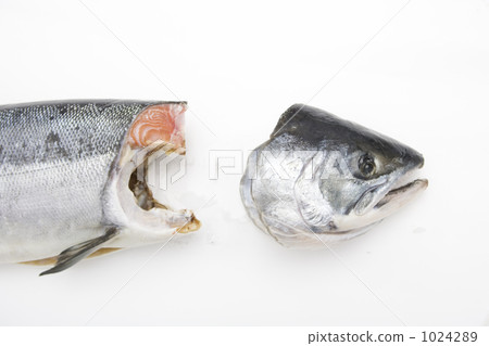 荒牧鮭魚 三文魚 鮭魚 1024289