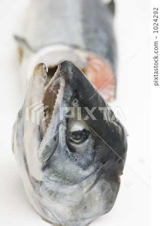 荒牧鮭魚 三文魚 鮭魚 1024292