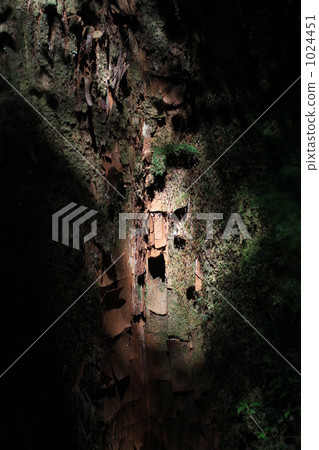 屋久島的樹木洩漏的一天 1024451