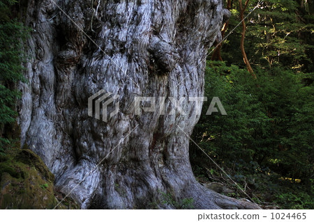 Jomon cedar stem 1024465