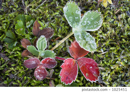 First frost 1025451