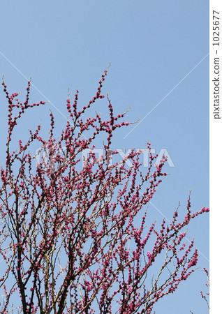 藍天和花Hanazu Ow 1025677