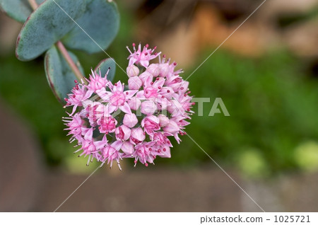 orpine, plant, vegetative 1025721