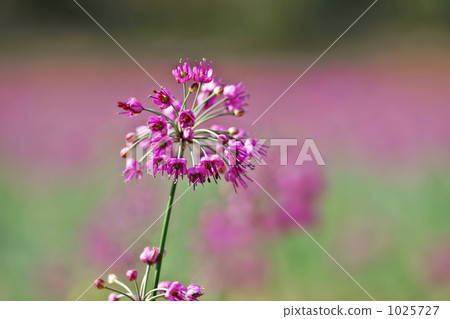 Sand dune rakkyo flower 1025727