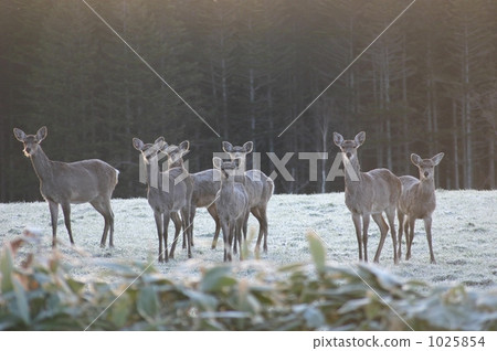 Ezo deer 1025854