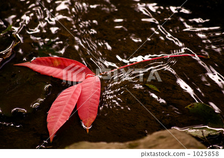 紅葉在水邊 紅葉在水邊 1025858