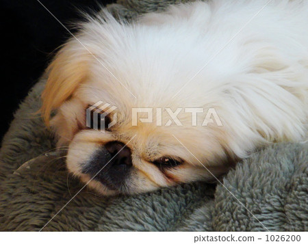 毛孩 動物 狗 1026200