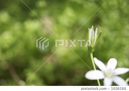 Oohuana的花朵 1026388