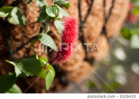 Flower of cat tail 1026420