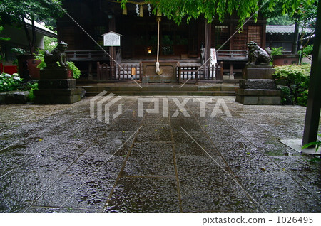 Rain-covered cobblestone of Hakusan Shrine 1026495
