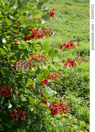 Red flower of American deigo 1026502