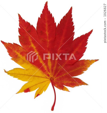 Autumn leaves 1026827