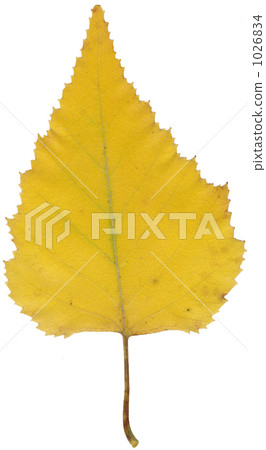 White leaves of white birch White leaves of white birch 1026834