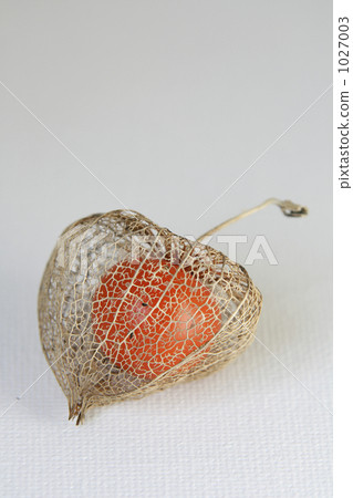 physalis, physalis alkekengi, Winter Cherry 1027003
