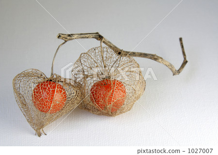 鵝莓 刺兒李 茶蔗子屬 1027007