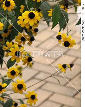 Ludovce Ludovce 1027017