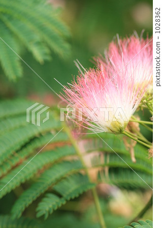 Nemnoki花 1028362