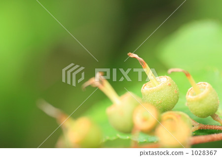 Uttum seed 1028367