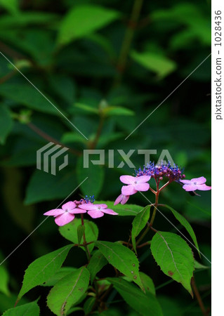 繡球花 1028436