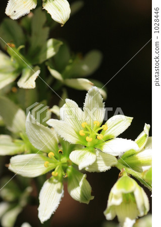 Baique蝴蝶花 1028446