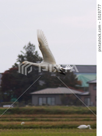 撲天鵝(垂直構圖) 撲天鵝(垂直構圖) 1028777