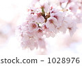 櫻花 1028976