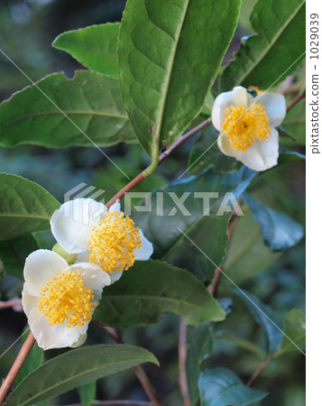 茶花 1029039