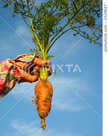 Fruit carrot 2 1029687