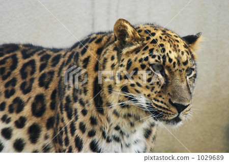 Leopard 1029689