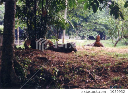 Komodo Dragon 1029932