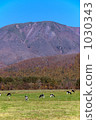 graze, grazing, pasturage 1030343