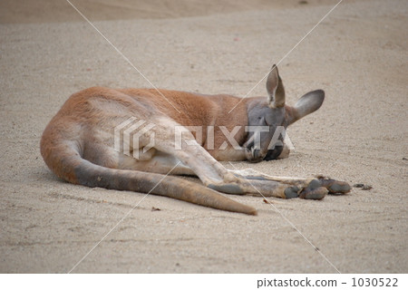 袋鼠小睡 袋鼠小睡 1030522