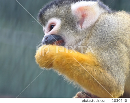 Squirrel monkey 1030540